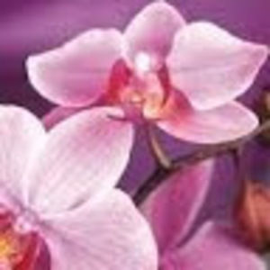 Meet your Posher, Camille